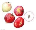 گیلاس رودخانه هِربِرت